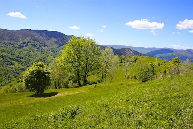 Montanhas dos Cárpatos Mundo da beleza