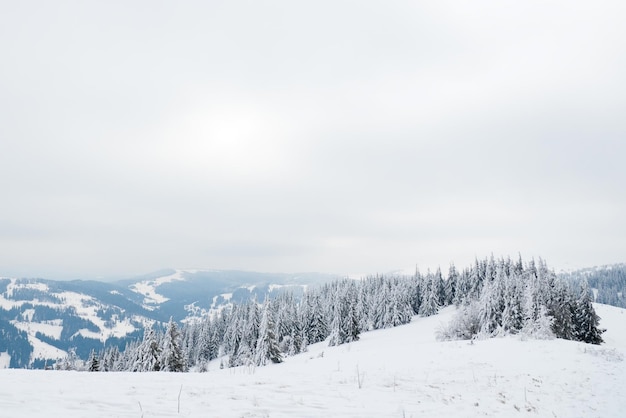 Montanhas dos Cárpatos Ucrânia Linda paisagem de inverno A floresta está coberta de neve