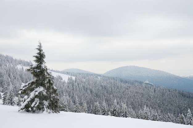 Montanhas dos Cárpatos Ucrânia Linda paisagem de inverno A floresta está coberta de neve