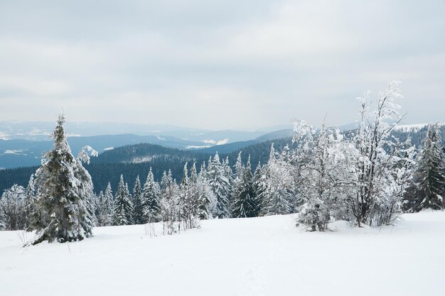 Montanhas dos Cárpatos Ucrânia Linda paisagem de inverno A floresta está coberta de neve