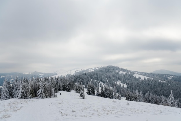 Montanhas dos Cárpatos Ucrânia Linda paisagem de inverno A floresta está coberta de neve