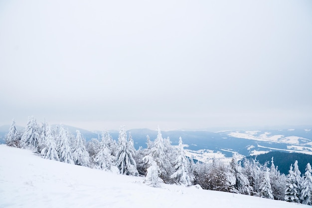 Montanhas dos Cárpatos Ucrânia Linda paisagem de inverno A floresta está coberta de neve