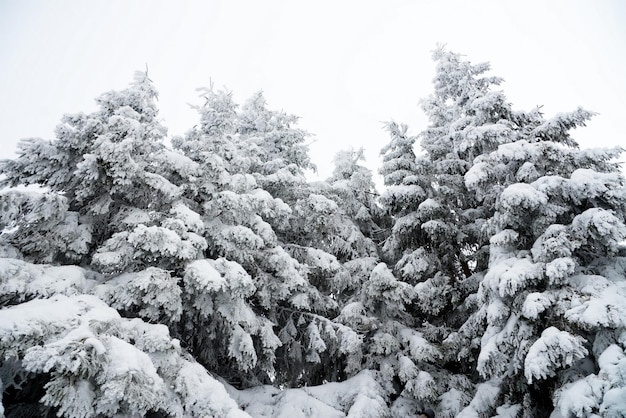 Montanhas dos Cárpatos Ucrânia Linda paisagem de inverno A floresta está coberta de neve