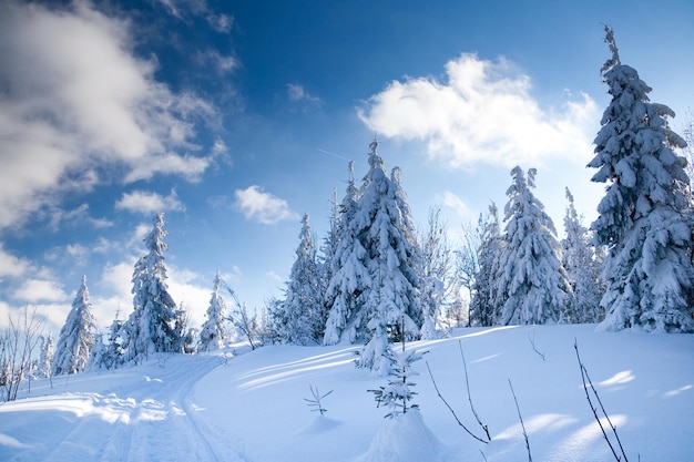 Montanhas dos Cárpatos Ucrânia Maravilhosos abetos cobertos de neve contra o pano de fundo dos picos das montanhas Vista panorâmica da pitoresca paisagem de inverno nevado Dia ensolarado lindo e tranquilo
