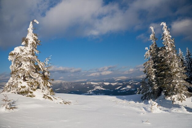 Montanhas dos Cárpatos Ucrânia Maravilhosos abetos cobertos de neve contra o pano de fundo dos picos das montanhas Vista panorâmica da pitoresca paisagem de inverno nevado Dia ensolarado lindo e tranquilo