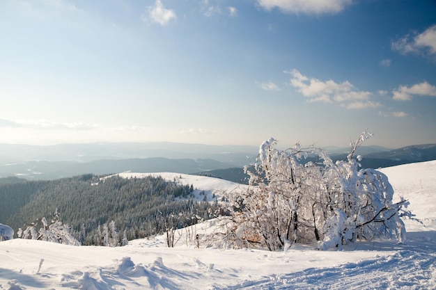 Montanhas dos Cárpatos Ucrânia Maravilhosos abetos cobertos de neve contra o pano de fundo dos picos das montanhas Vista panorâmica da pitoresca paisagem de inverno nevado Dia ensolarado lindo e tranquilo