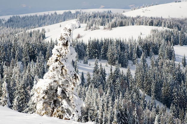 Montanhas dos Cárpatos Ucrânia Maravilhosos abetos cobertos de neve contra o pano de fundo dos picos das montanhas Vista panorâmica da pitoresca paisagem de inverno nevado Dia ensolarado lindo e tranquilo