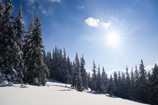 Montanhas dos Cárpatos Ucrânia Maravilhosos abetos cobertos de neve contra o pano de fundo dos picos das montanhas Vista panorâmica da pitoresca paisagem de inverno nevado Dia ensolarado lindo e tranquilo