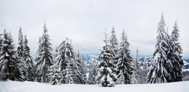 Montanhas dos Cárpatos, Ucrânia Árvores cobertas de geadas e neve nas montanhas de inverno Fundo nevado de Natal