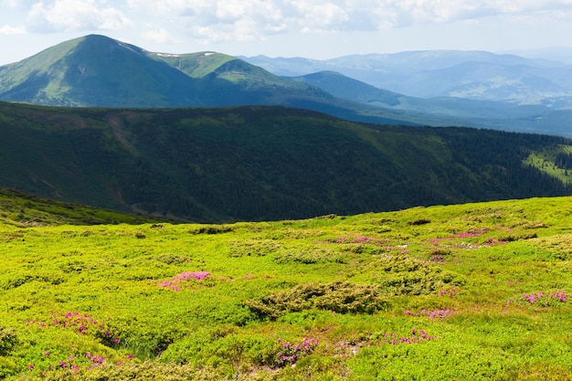 Montanhas dos cárpatos ucranianos chornohora vista contrastante do monte hoverla com flores desabrochando