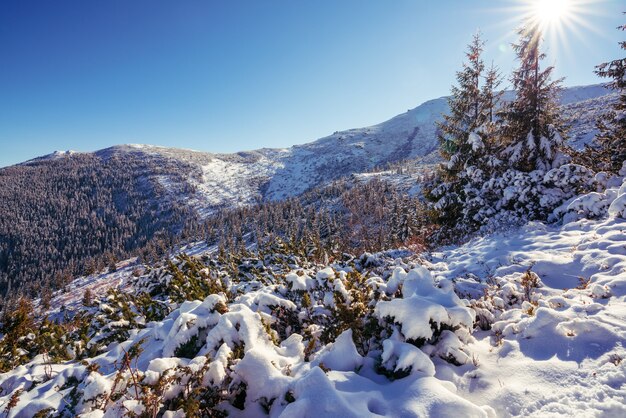 Montanhas e colinas dos Cárpatos com montes de neve branca como a neve e árvores perenes iluminadas pelo sol forte