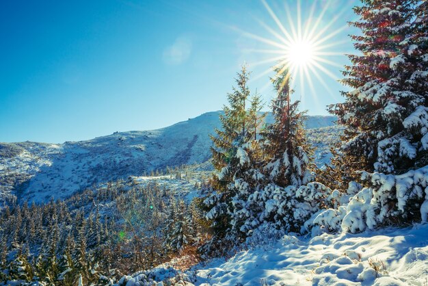 Montanhas e colinas dos Cárpatos com montes de neve branca como a neve e árvores perenes iluminadas pelo sol forte
