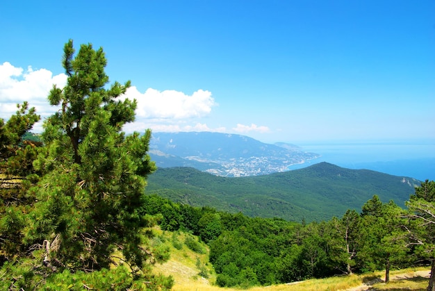 Montanhas e floresta de manhã de verão