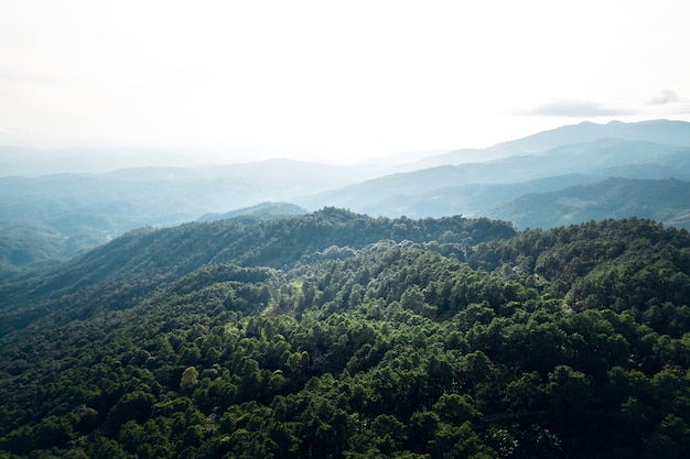 Montanhas e florestas verdes de verão vistas de cima