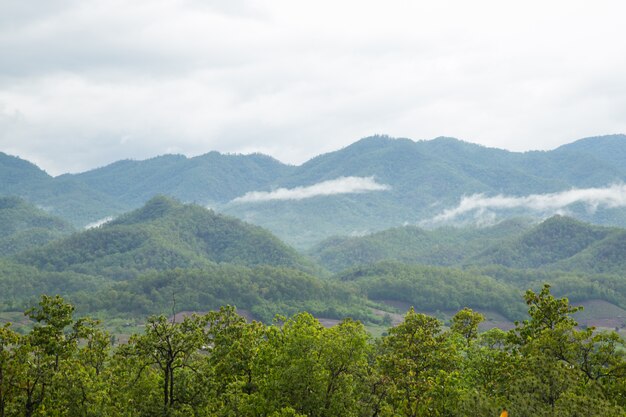 Montanhas e florestas