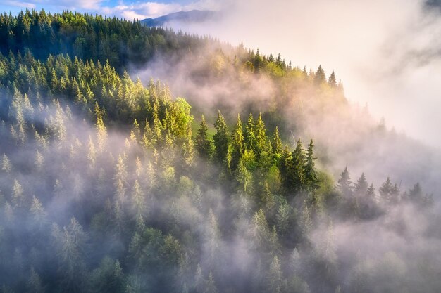 Montanhas nas nuvens ao nascer do sol no verão Vista aérea das encostas das montanhas com árvores verdes no nevoeiro Bela paisagem com colinas e floresta nublada Vista superior do drone da floresta montanhosa em nuvens baixas