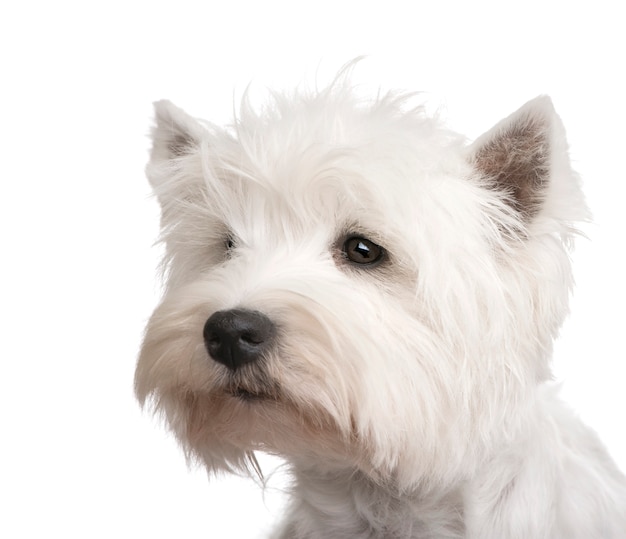 Foto montanhas ocidentais white terrier com 3 anos.