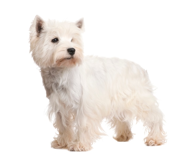 Foto montanhas ocidentais white terrier com 3 anos.