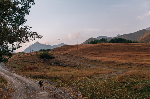 montanhas pela manhã vida selvagem paisagem montanhosa