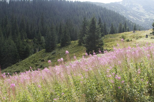 Montanhas Tatra da Polônia