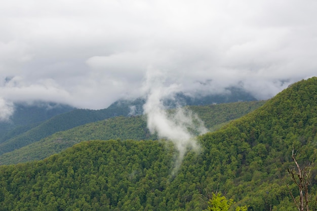 Montanhas verdes de primavera em nuvens e neblina O conceito é estar acima das nuvens