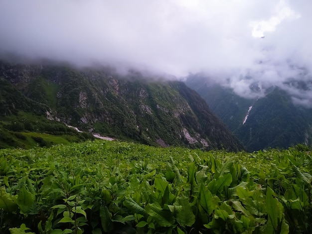Montanhas verdes e nuvens no Himalaia
