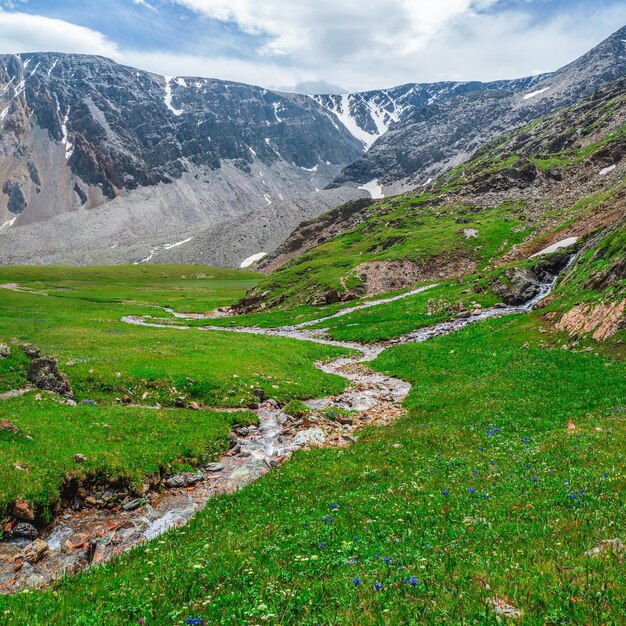 Montanhas verdes ecológicas com um riacho sinuoso através da grama verde com plantas floridas. Vista quadrada.