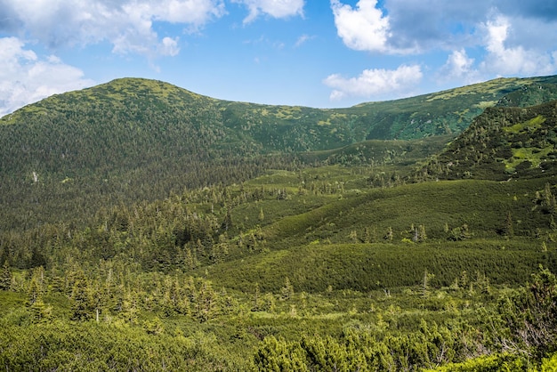 Montañismo. Hermosas vistas a la montaña. Bosques de coníferas y praderas alpinas