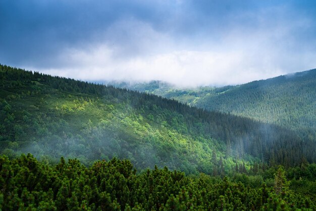 Montañismo. Hermosas vistas a la montaña. Bosques de coníferas y praderas alpinas