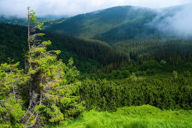 Montañismo. Hermosas vistas a la montaña. Bosques de coníferas y praderas alpinas