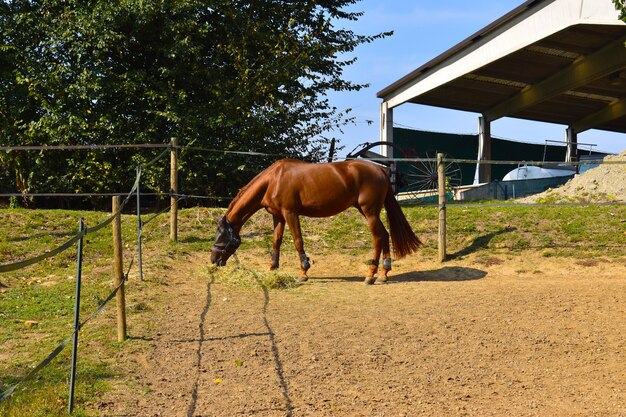 montar a caballo en el campo