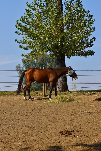 montar a caballo en el campo