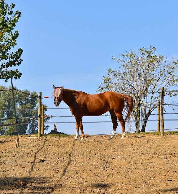 montar a caballo en el campo