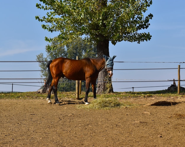 montar a caballo en el campo