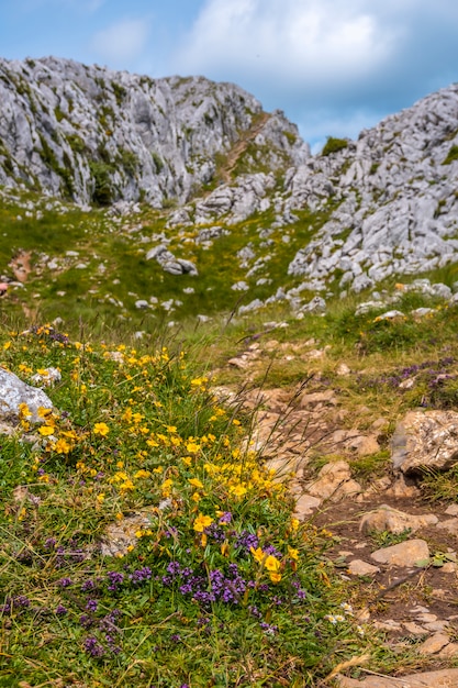 Monte Aizkorri 1523 metros, el más alto de Guipúzcoa. País Vasco. Flores amarillas arriba en la parte superior. Sube por San Adrián y regresa por los campos de Oltza