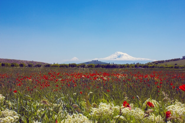 Monte ararat. bela vista da armênia