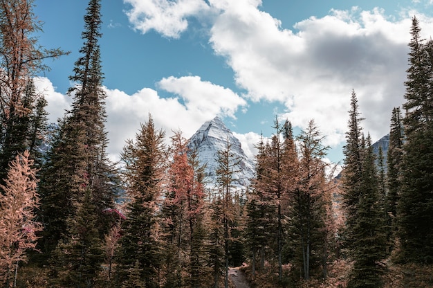 Monte Assiniboine con cielo azul en el bosque de otoño en el parque provincial, BC, Canadá