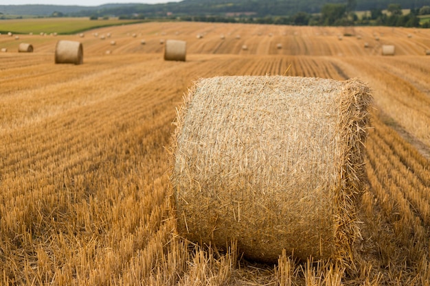 Monte de feno em campo de outono. Colheita de trigo amarelo dourado no verão. Paisagem natural do campo. Pacote de feno