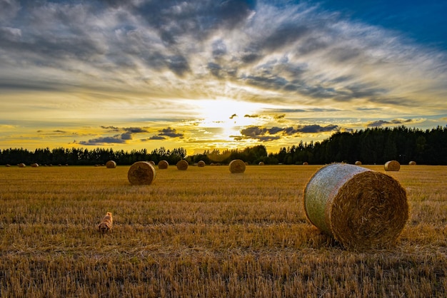 Monte de feno em um campo ao pôr do sol