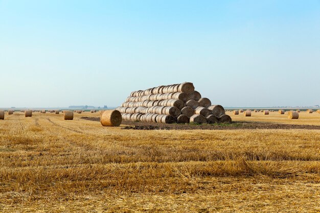 Monte de feno em um campo de palha - um campo agrícola sobre o qual são dispostos montes de palha após a colheita de cereais, trigo