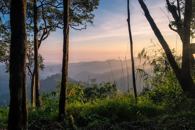 Monte de nascer do sol de floresta cênica no parque nacional