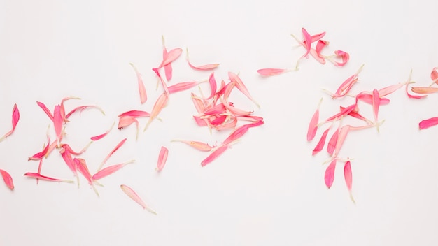 Foto monte de pétalas de flores rosa