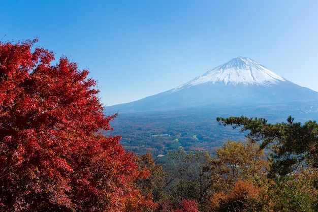 Monte Fuji y arce