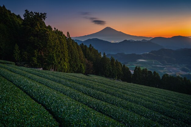 monte Fuji con el campo del té verde en la salida del sol en Shizuoka, Japón.