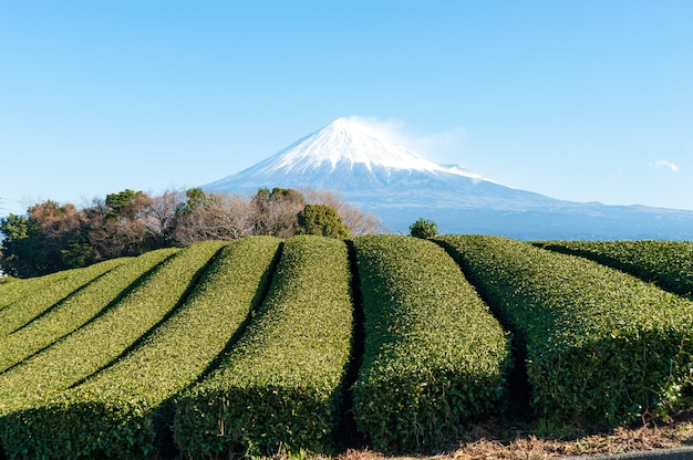 Monte fuji com neve e plantação de chá verde na cidade de fujinomiya no japão