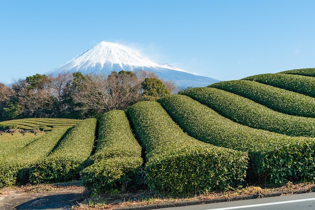 Monte Fuji com neve e plantação de chá verde