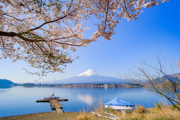 Monte fuji, com, neve tampada, céu azul, e, bonito, flor cereja