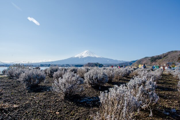 Monte fuji e flor roxa