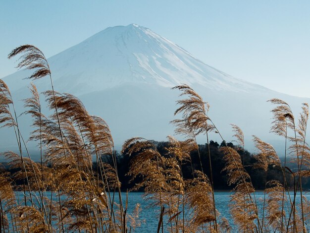 Monte Fuji e Miscanthus no lago Kawaguchi, Japão