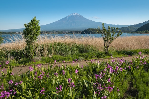 Monte Fuji con flor Campo en verano cielo azul en el parque Oishi, lago Kawaguchiko, Japón